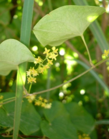 Dioscorea